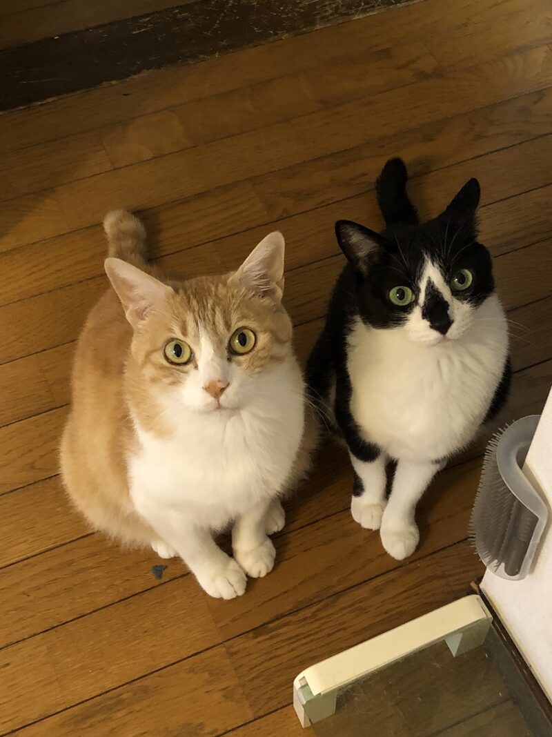 ぼたとらの元の写真