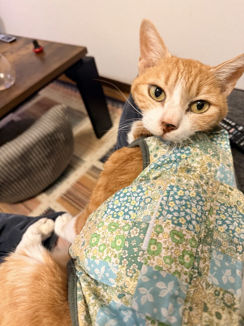 とらじの元の写真