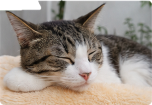 塗る前の猫の写真