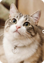 アップロードした猫の写真